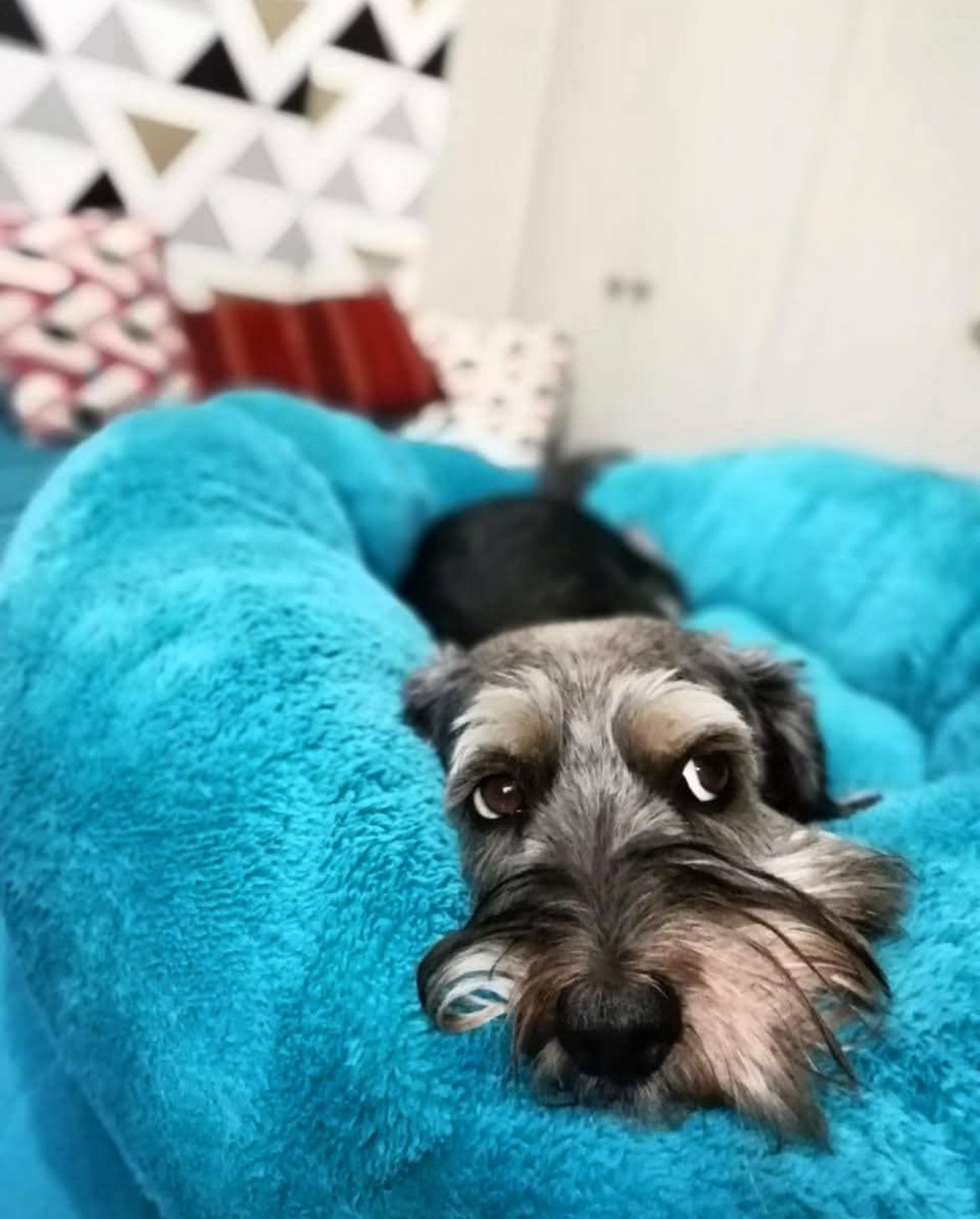 Cama Antiestrés (Versión Premium)